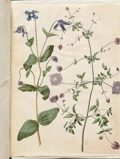 Clematis integrifolia (blå staudeklematis); Clematis viticella (italiensk skovranke)