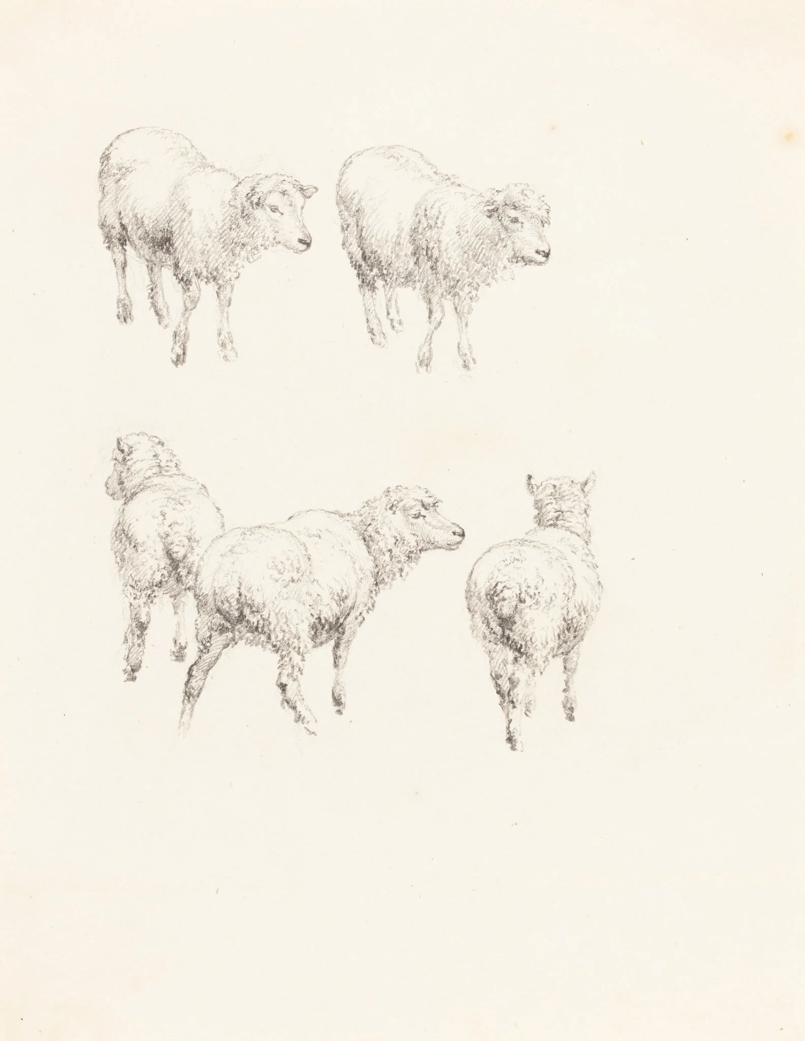 Five Sheep, by Robert Hills, graphite, 1806