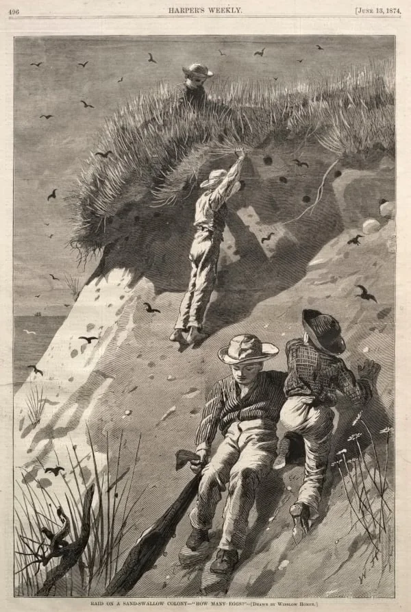Raid on a Sand-Swallow Colony - "How Many Eggs?", by Winslow Homer, 1874