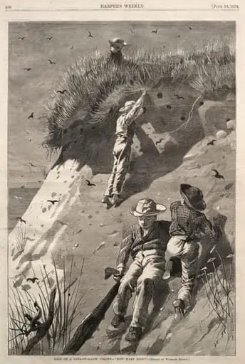 Raid on a Sand-Swallow Colony - "How Many Eggs?"