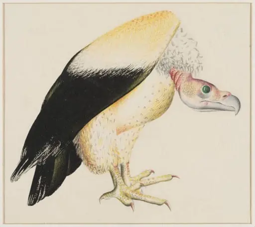 Vulture