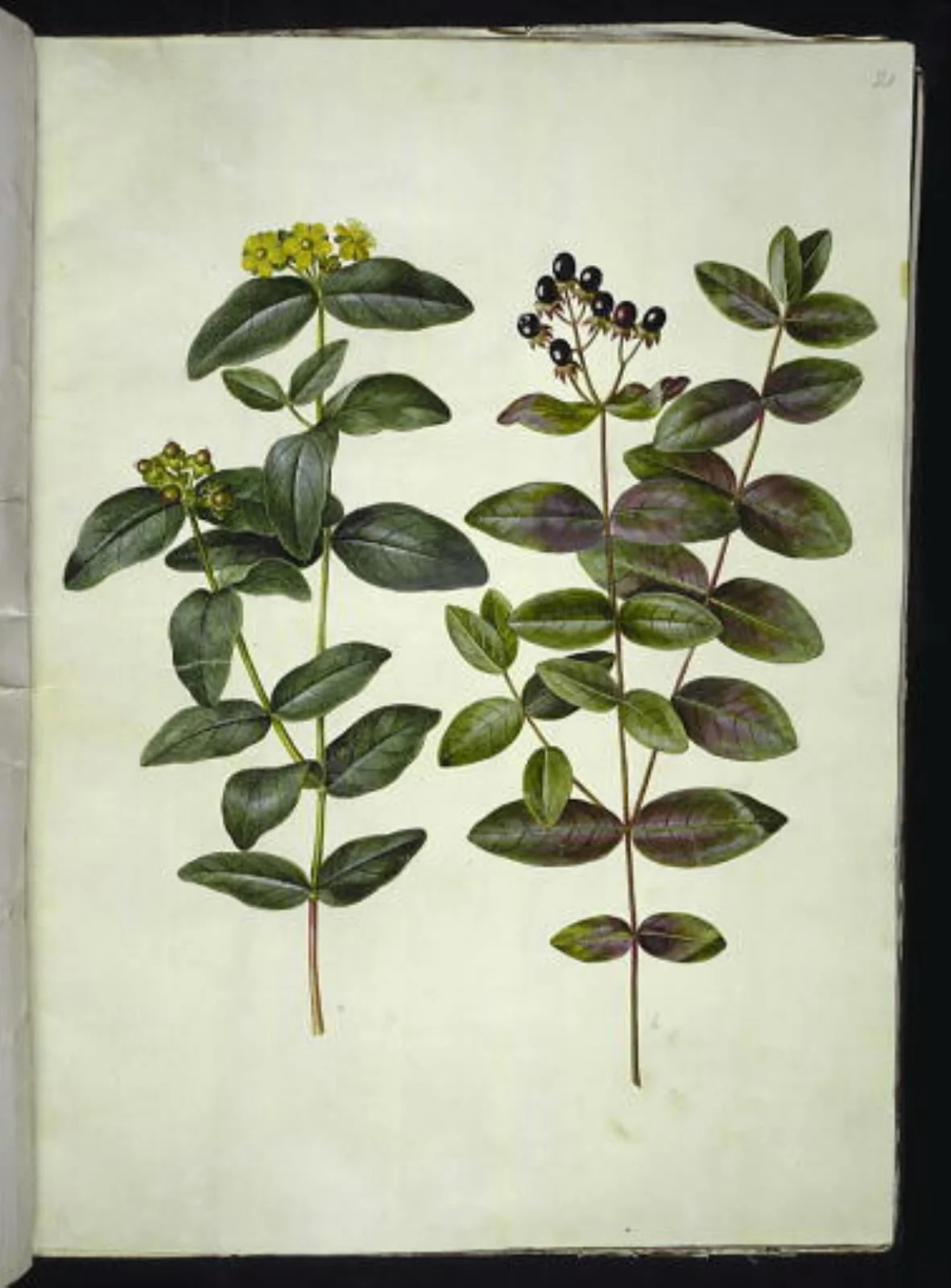 Hypericum androsaemum (bær-perikon), by Unknown, unspecified, 1654