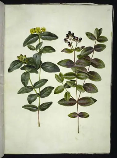 Hypericum androsaemum (bær-perikon)
