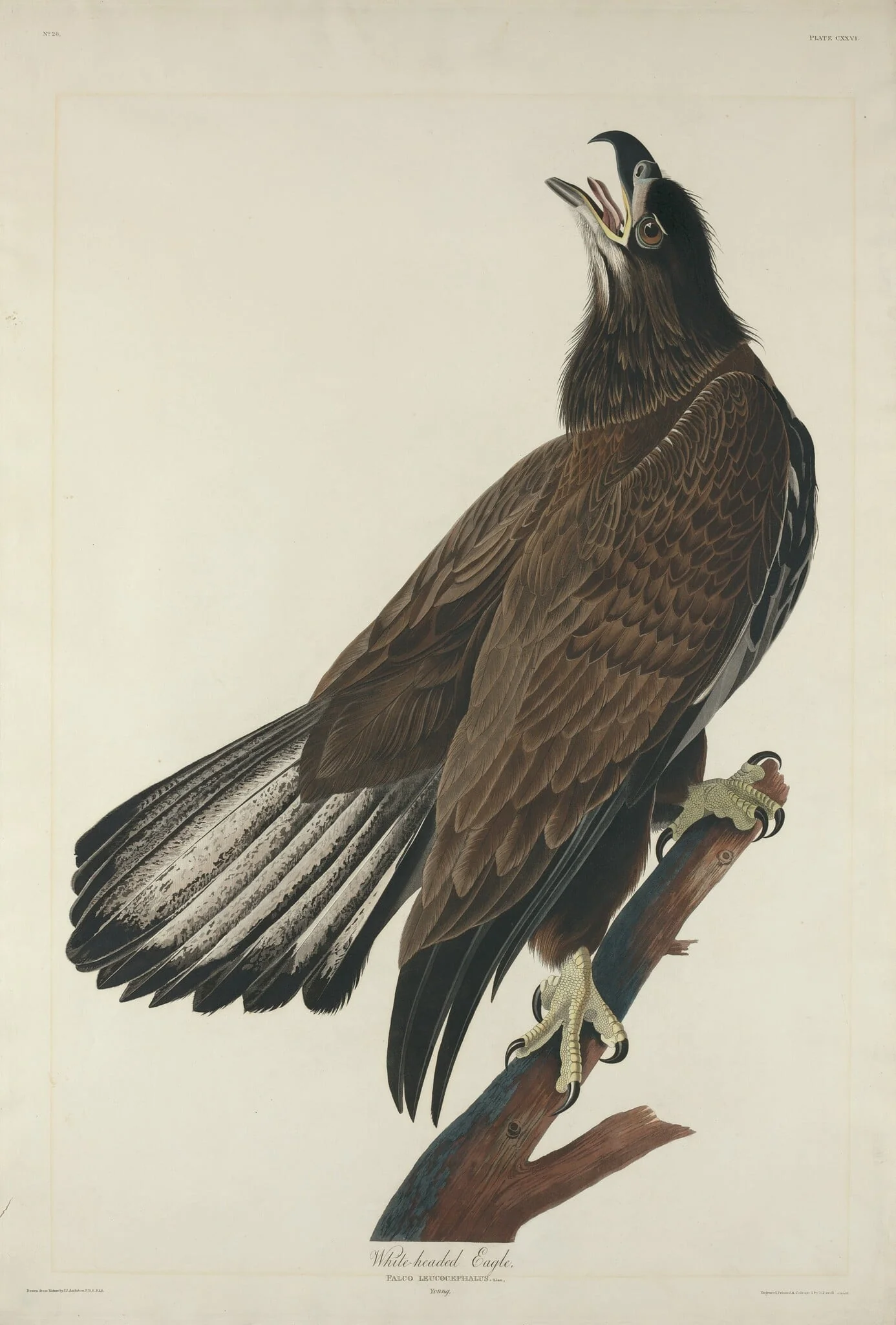 White-Headed Eagle, by Robert Havell Jr., ink, 1832
