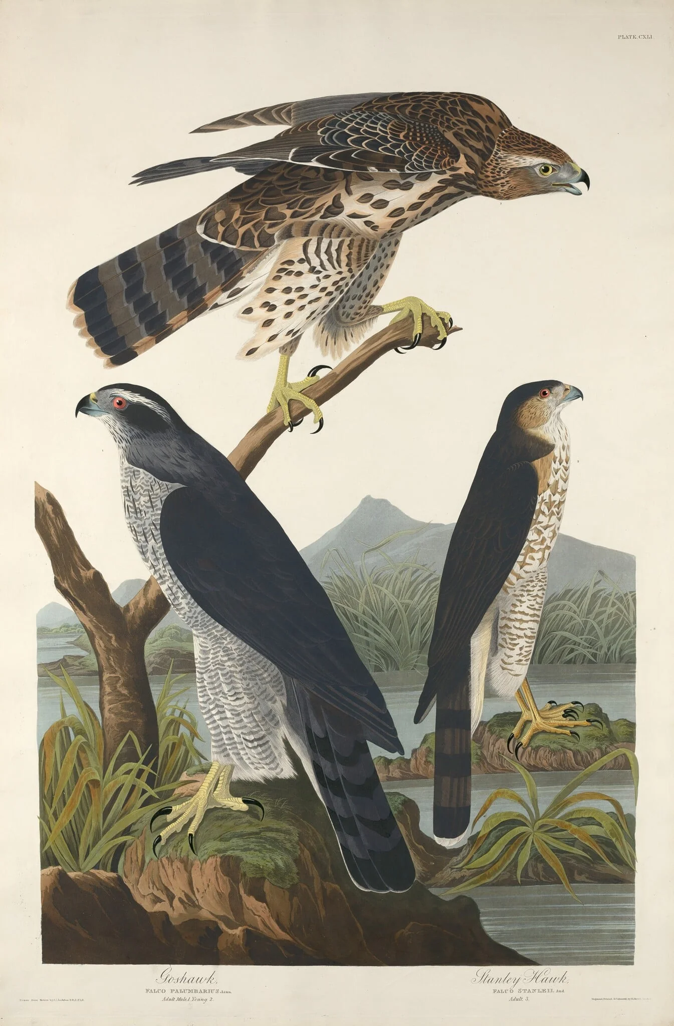 Goshawk and Stanley Hawk, by Robert Havell Jr., ink, 1832