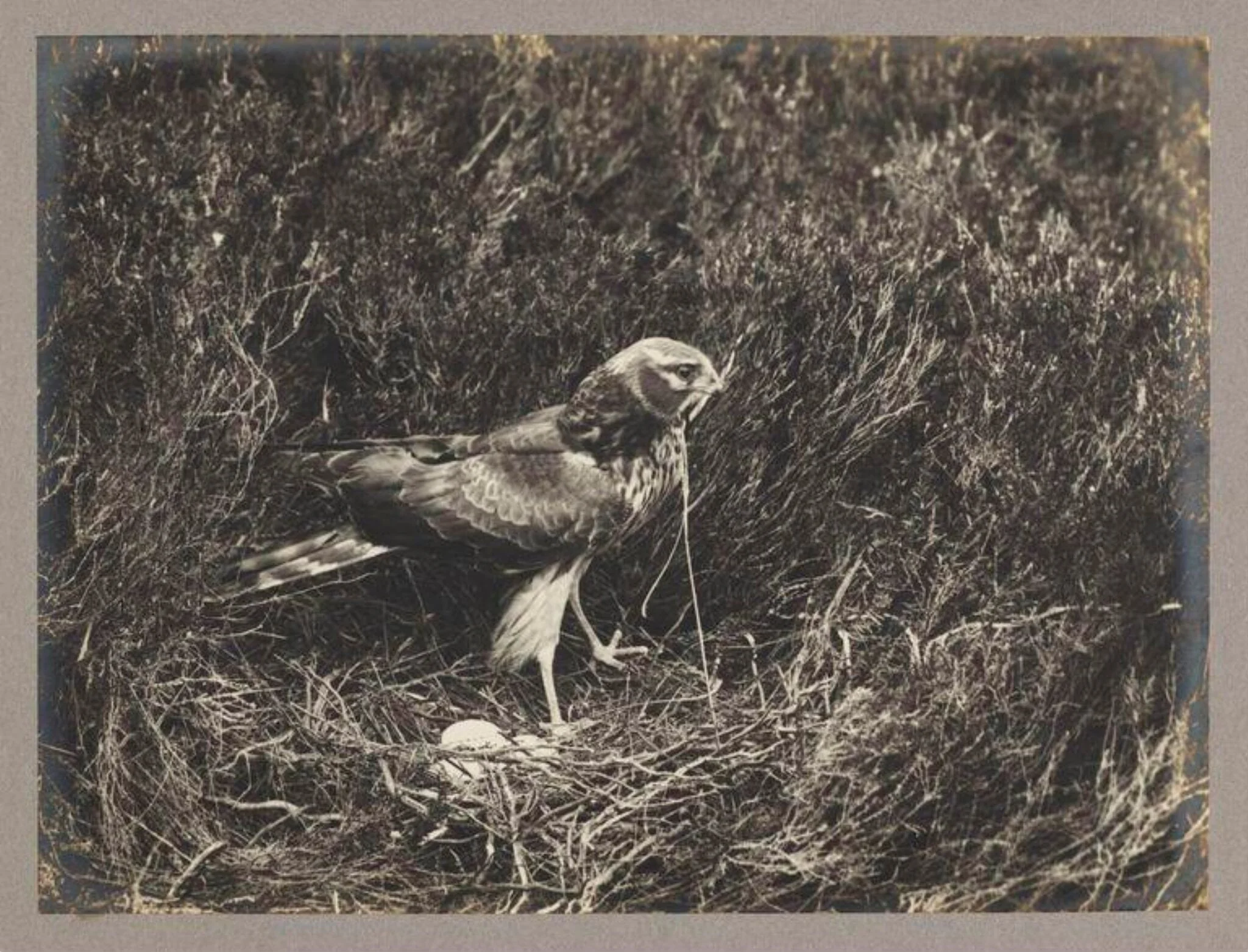 Hen Harrier, by Zoological Photographic Club, photographic