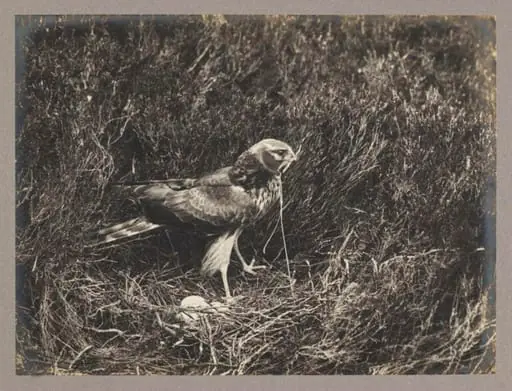 Hen Harrier