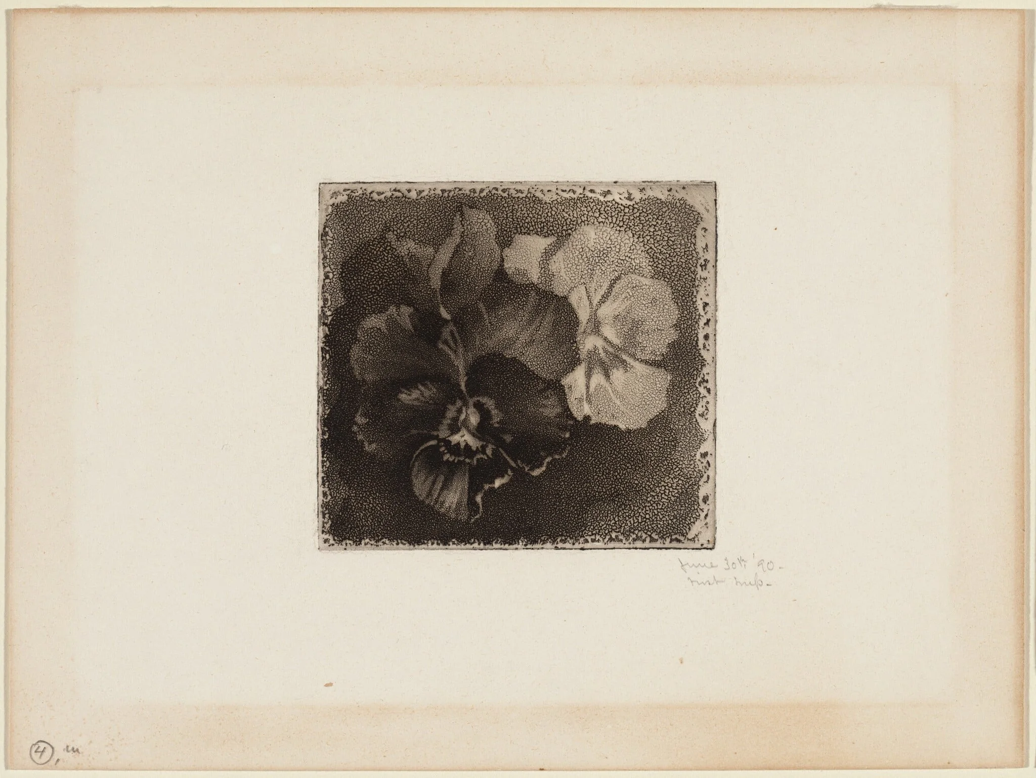 Pansies, by James David Smillie, ink, 1890