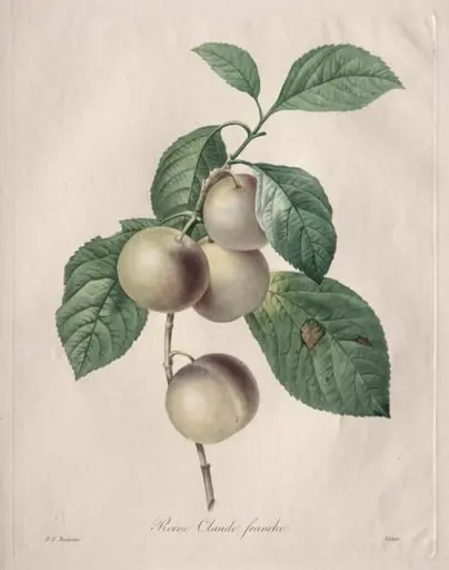 Reine Claude Plum