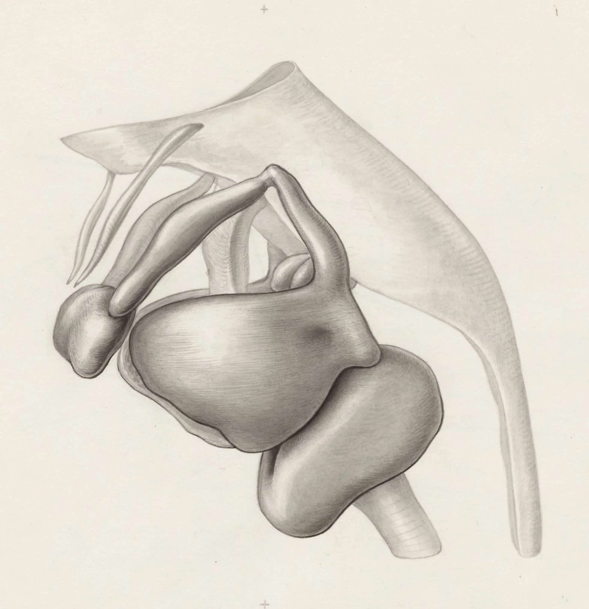 Specimen of the embryological head, by Unknown, 1968