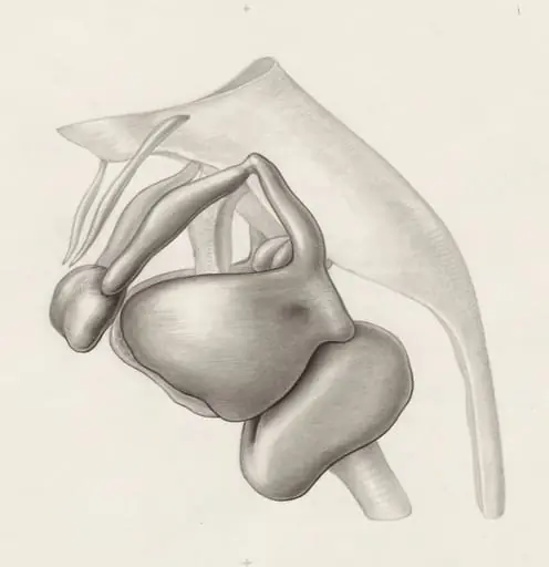 Specimen of the embryological head