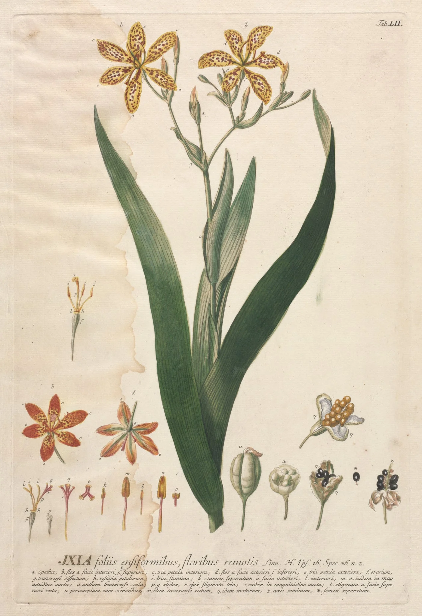 Plantae Selectae:  No. 52 - Ixia, by Georg Dionysius Ehret, 1762