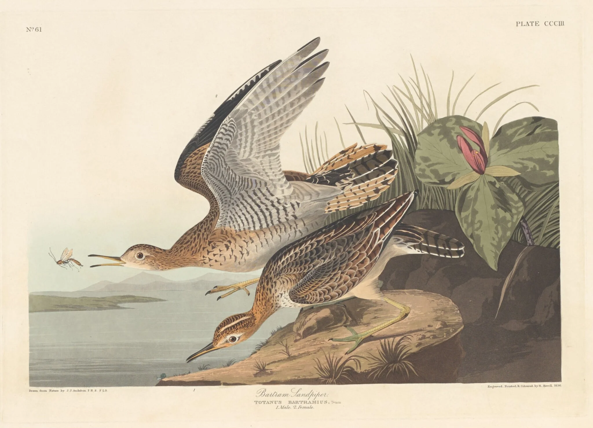 Bartram Sandpiper, by Robert Havell Jr., ink, 1836