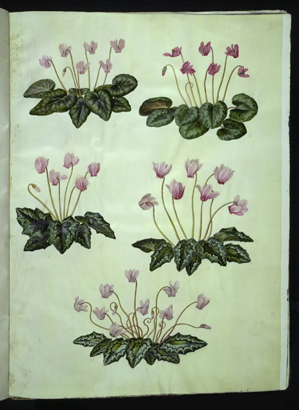 Cyclamen purpurascens (ægte alpeviol); Cyclamen hederifolium (vedbendbladet alpeviol), by Unknown, unspecified, 1654