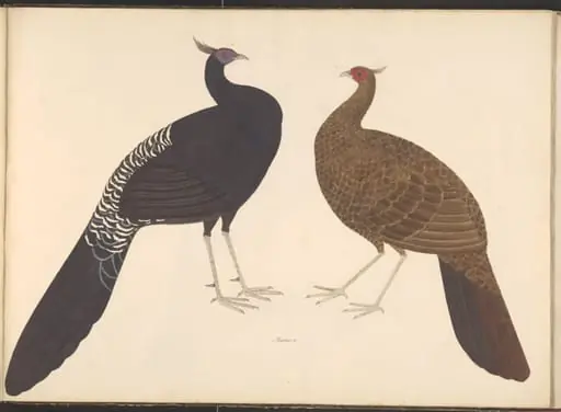 Pair of black-breasted kalij pheasants