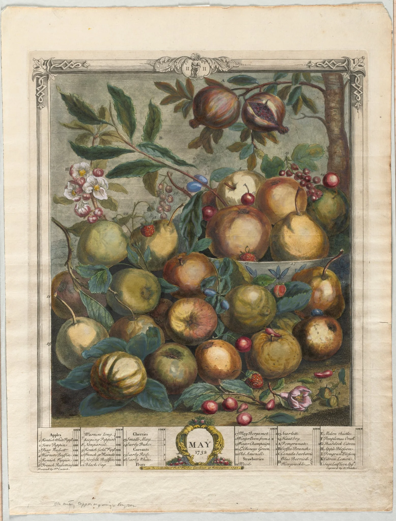Twelve Months of Fruit:  May, by Henry Fletcher, 1732