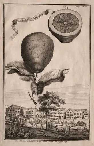 Nurnbergische Hesperides:  La Luchetta Imoperiale