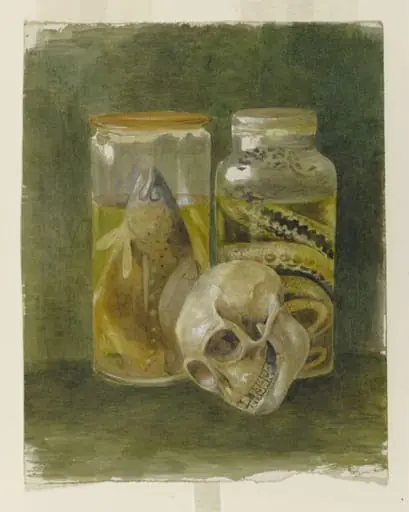 Still life study of a pickled fish and snake with a human skull