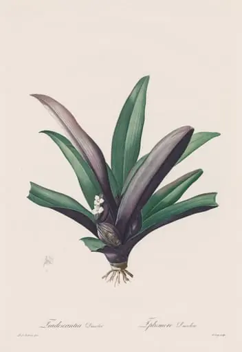 Les Liliacées:  Tradescantia discolor