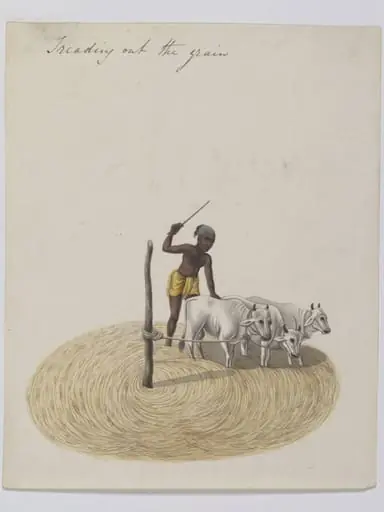 Threshing paddy