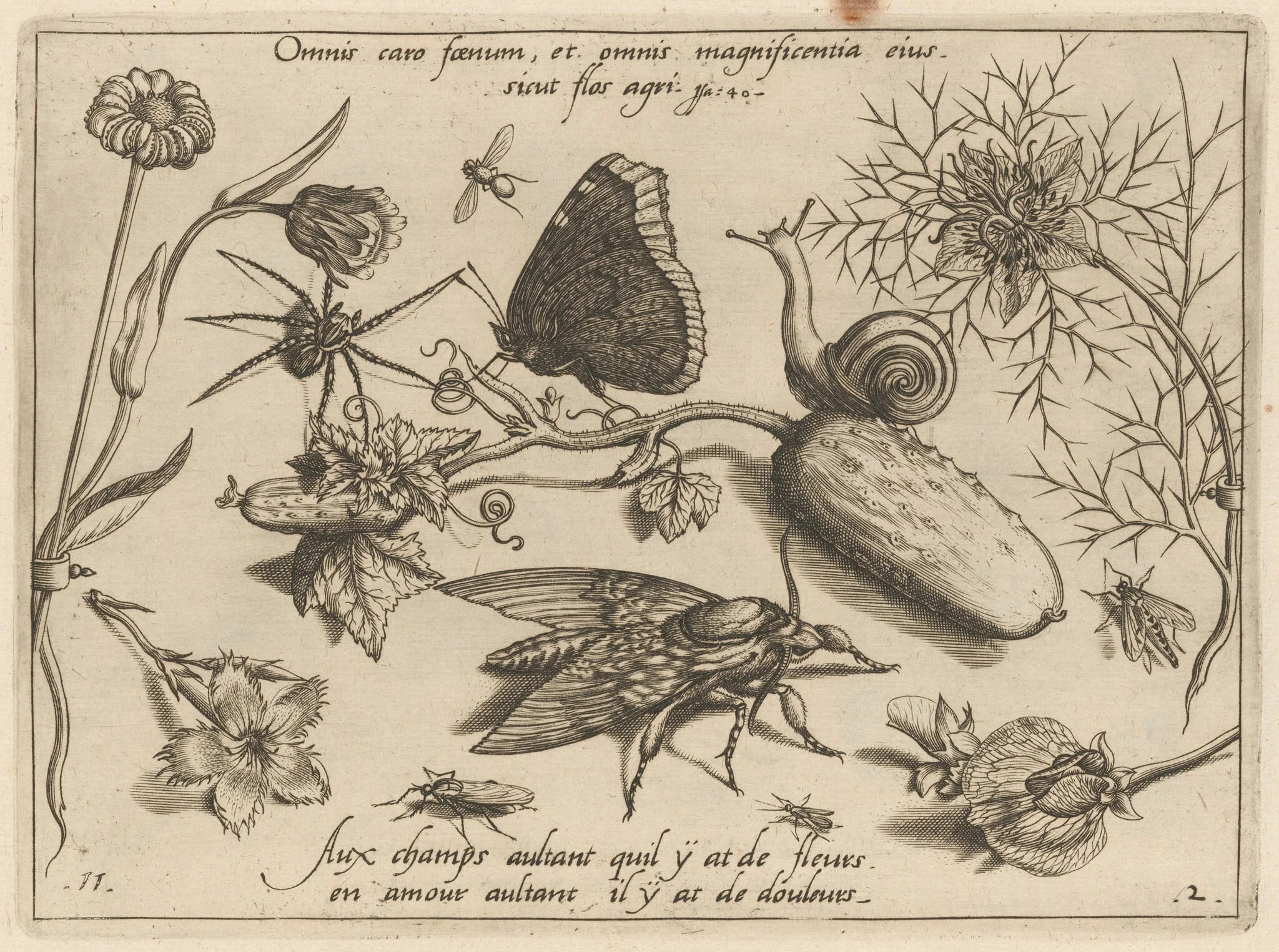 Archetypa studiaque patris Georgii Hoefnagelii [Part 2, Plate 11], by Jacob Hoefnagel, ink, 1592