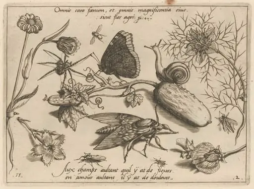 Archetypa studiaque patris Georgii Hoefnagelii [Part 2, Plate 11]