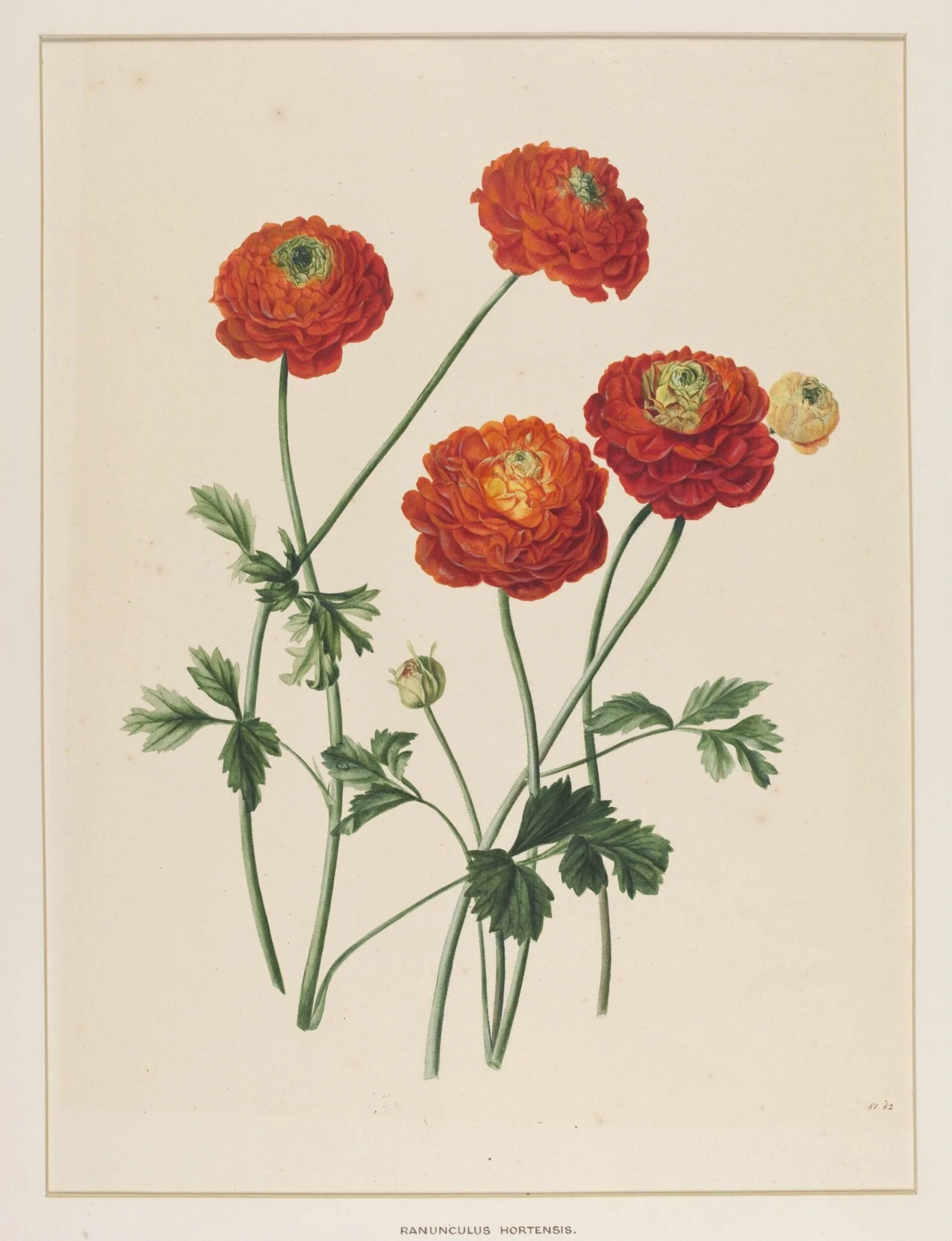 Ranunculus Hortensis