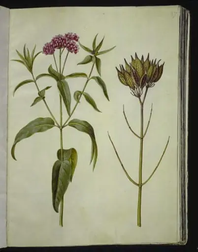 Asclepias incarnata (rosen-silkeplante)