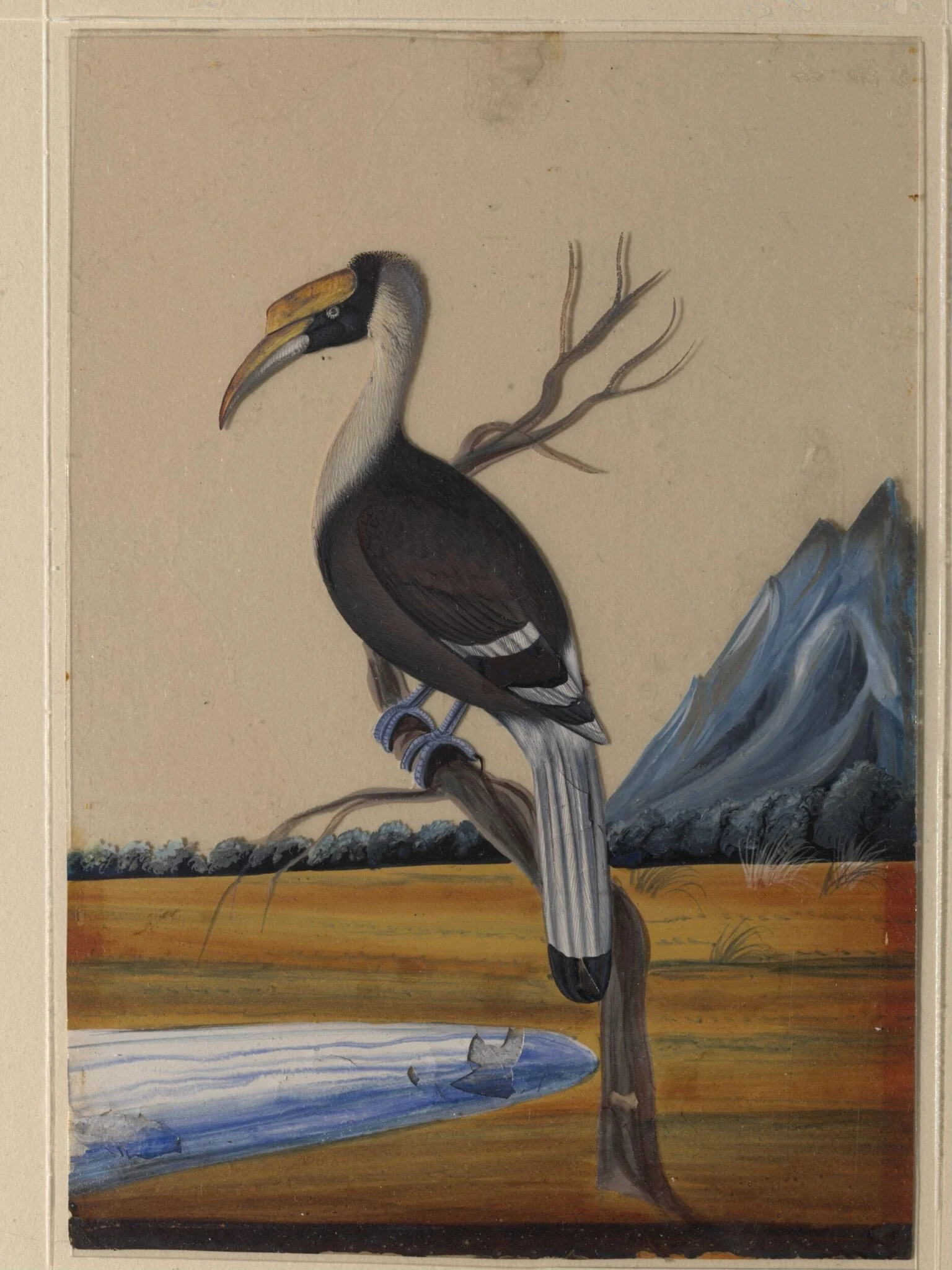 A Hornbill, by Unknown, paint, 1860
