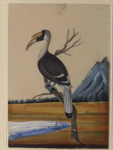 A Hornbill