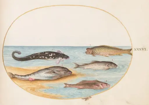 Plate 36: Five Fish, Including Carp(?)