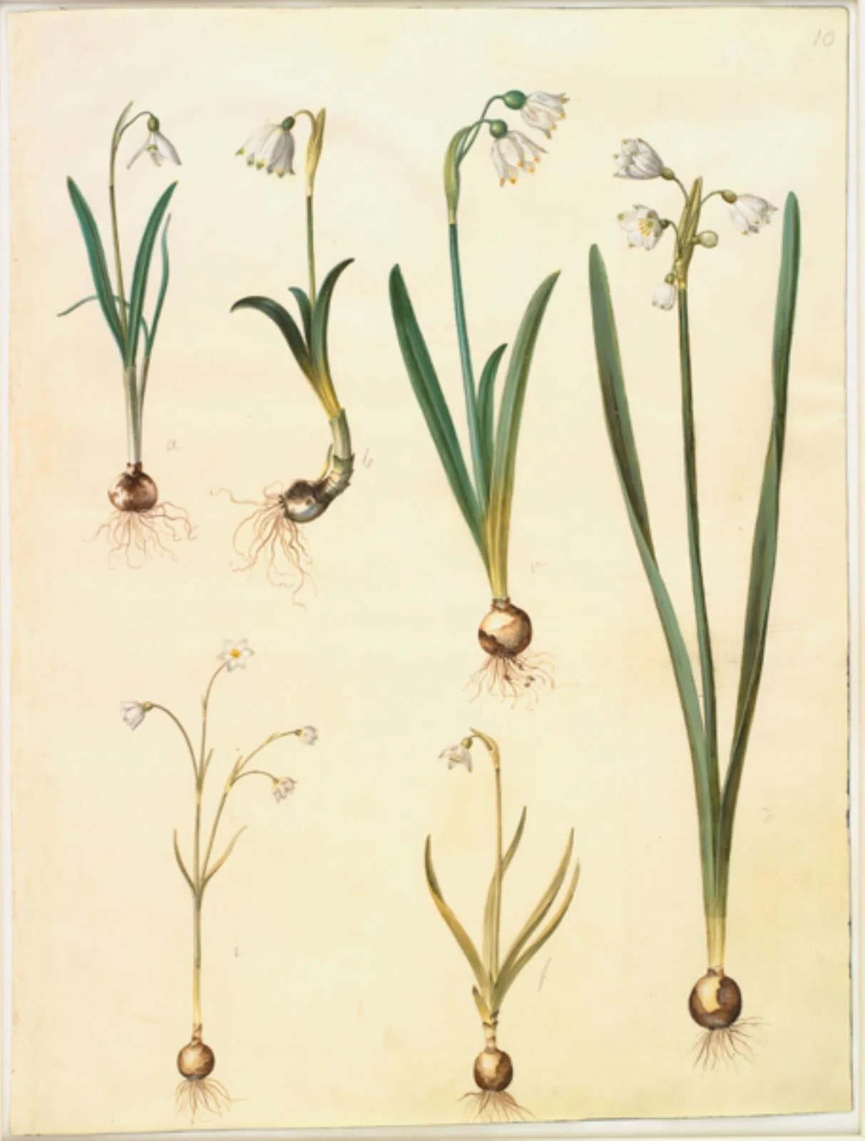 Galanthus nivalis (almindelig vintergæk); Leucojum vernum (dorotealilje); Leucojum aestivum (sommer-hvidblomme); Leucojum autumnale (høst-hvidblomme), by Unknown, unspecified, 1654