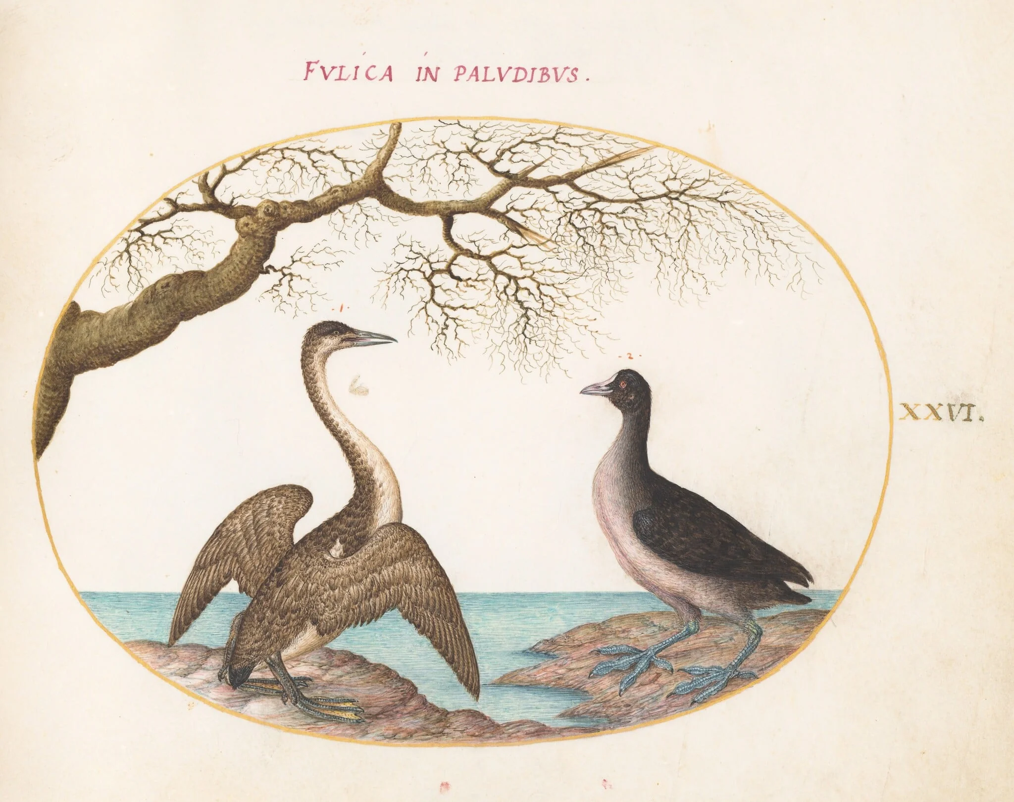 Plate 26: Cormorant and Coot, by Joris Hoefnagel, gouache, 1594