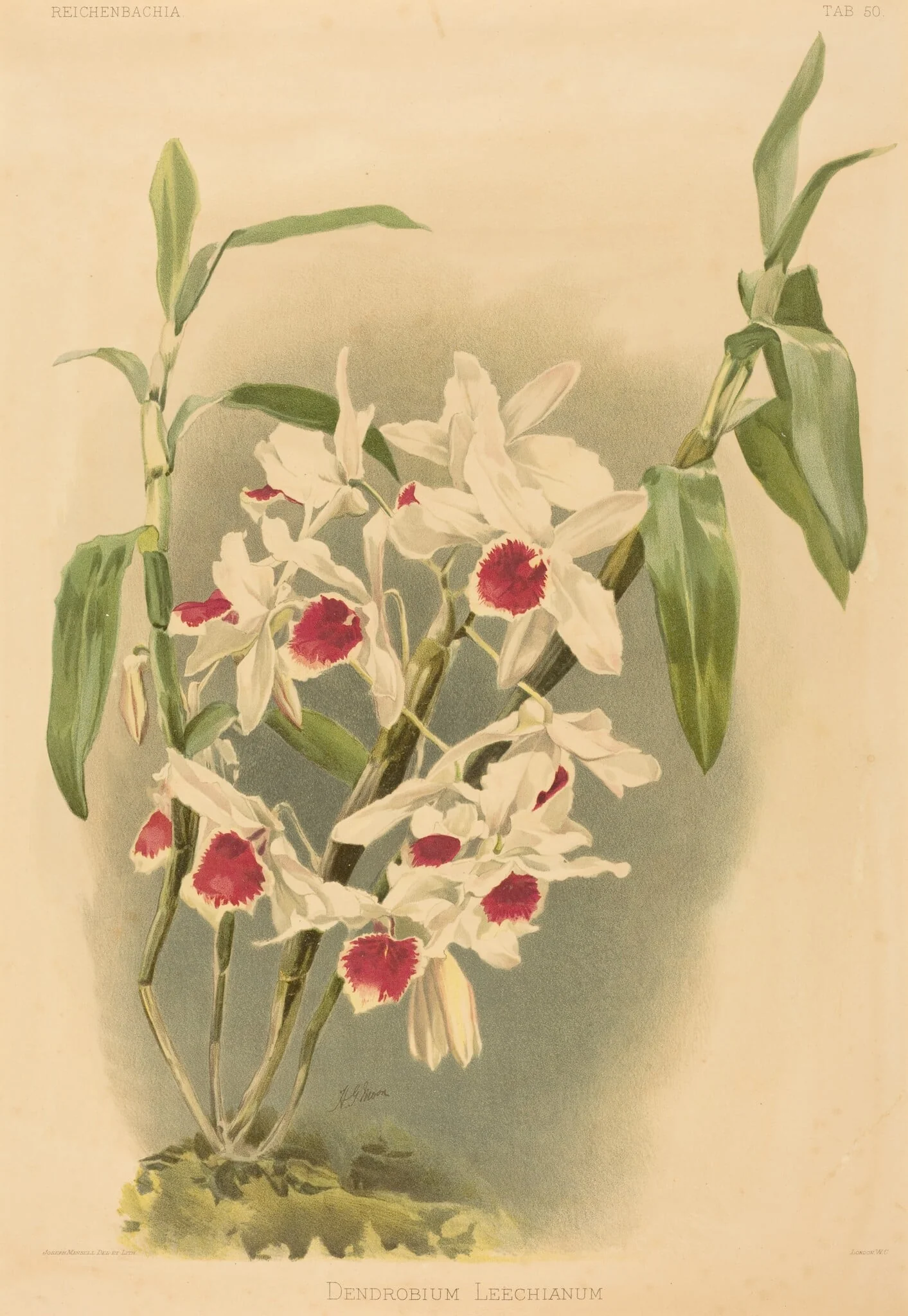 Dendrobium Leechianum, by Joseph Mansell, ink, 1840