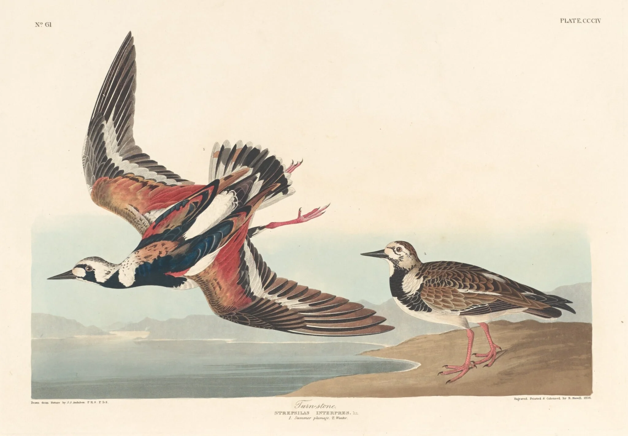 Turn-stone, by Robert Havell Jr., ink, 1836