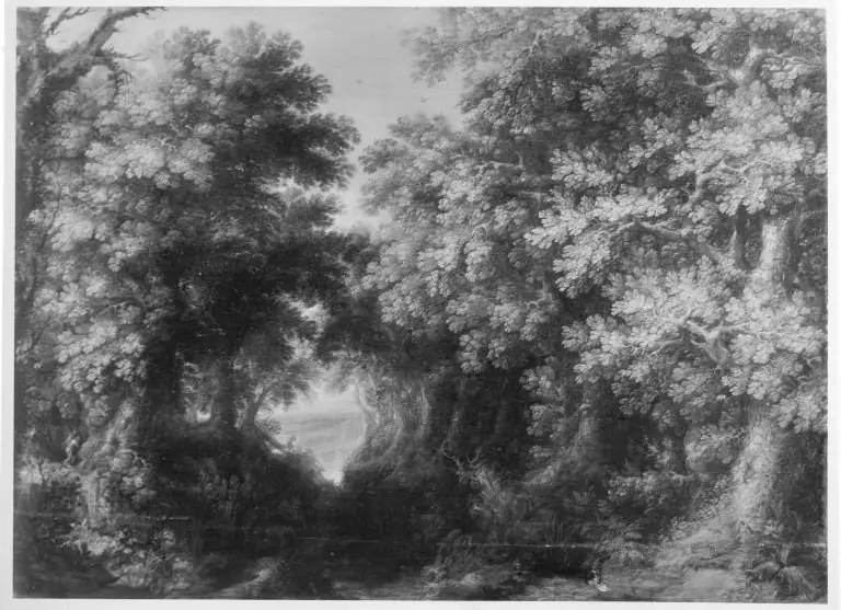 Forest landscape