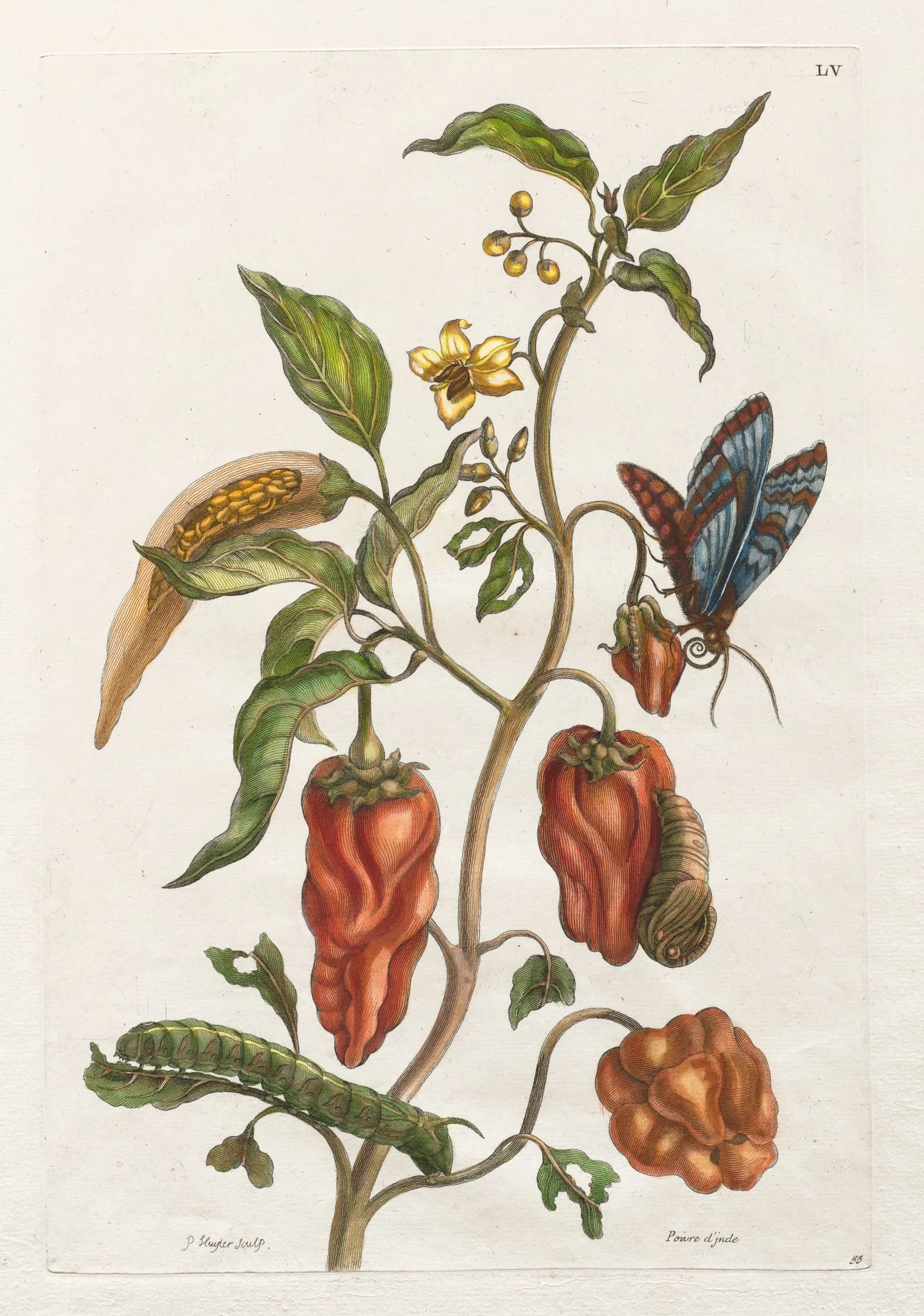Histoire générale des insects de Suriname et de toute l'Europe:  Vol I, No. 55 - Poivre d'inde