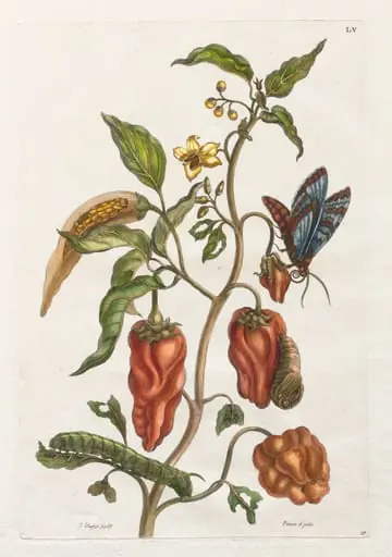 Histoire générale des insects de Suriname et de toute l'Europe:  Vol I, No. 55 - Poivre d'inde