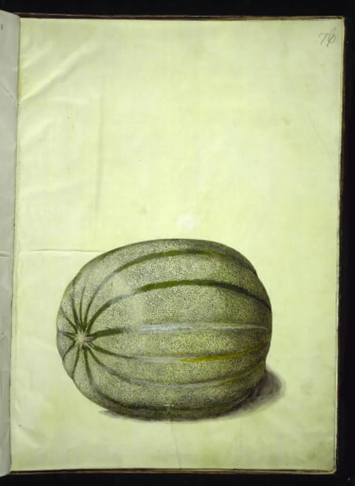 Cucumis melo (melon), by Unknown, unspecified, 1654