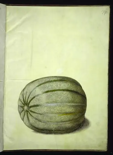 Cucumis melo (melon)