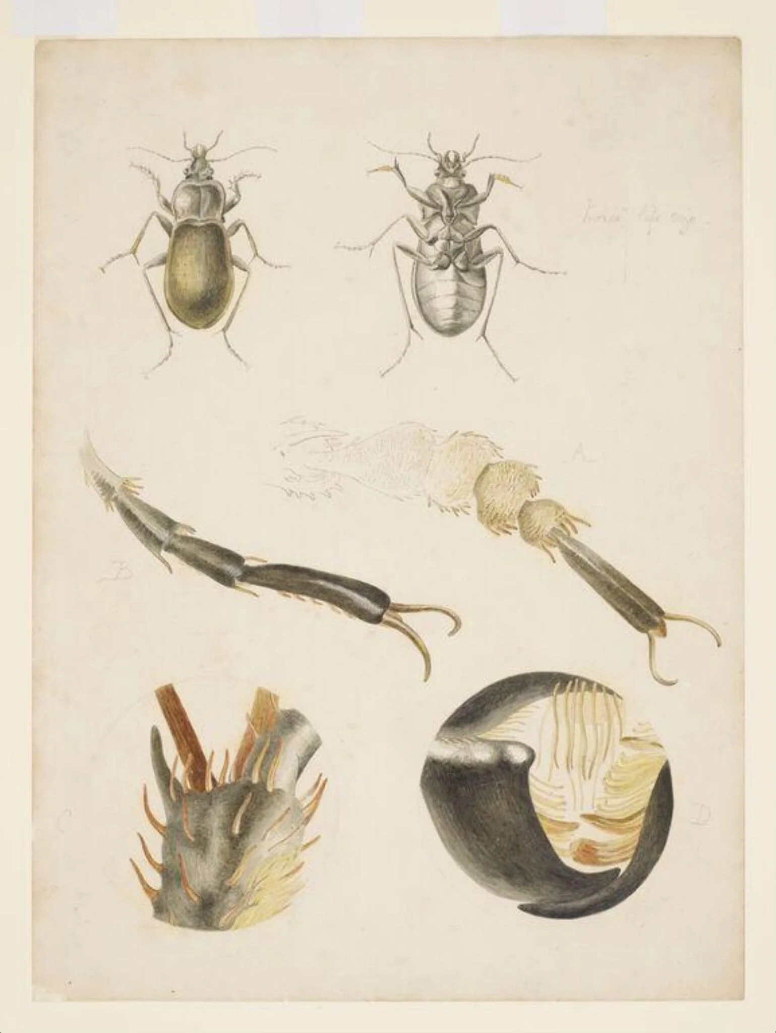 Magnified studies of a ground beetle, by Beatrix Potter, watercolor, 1887