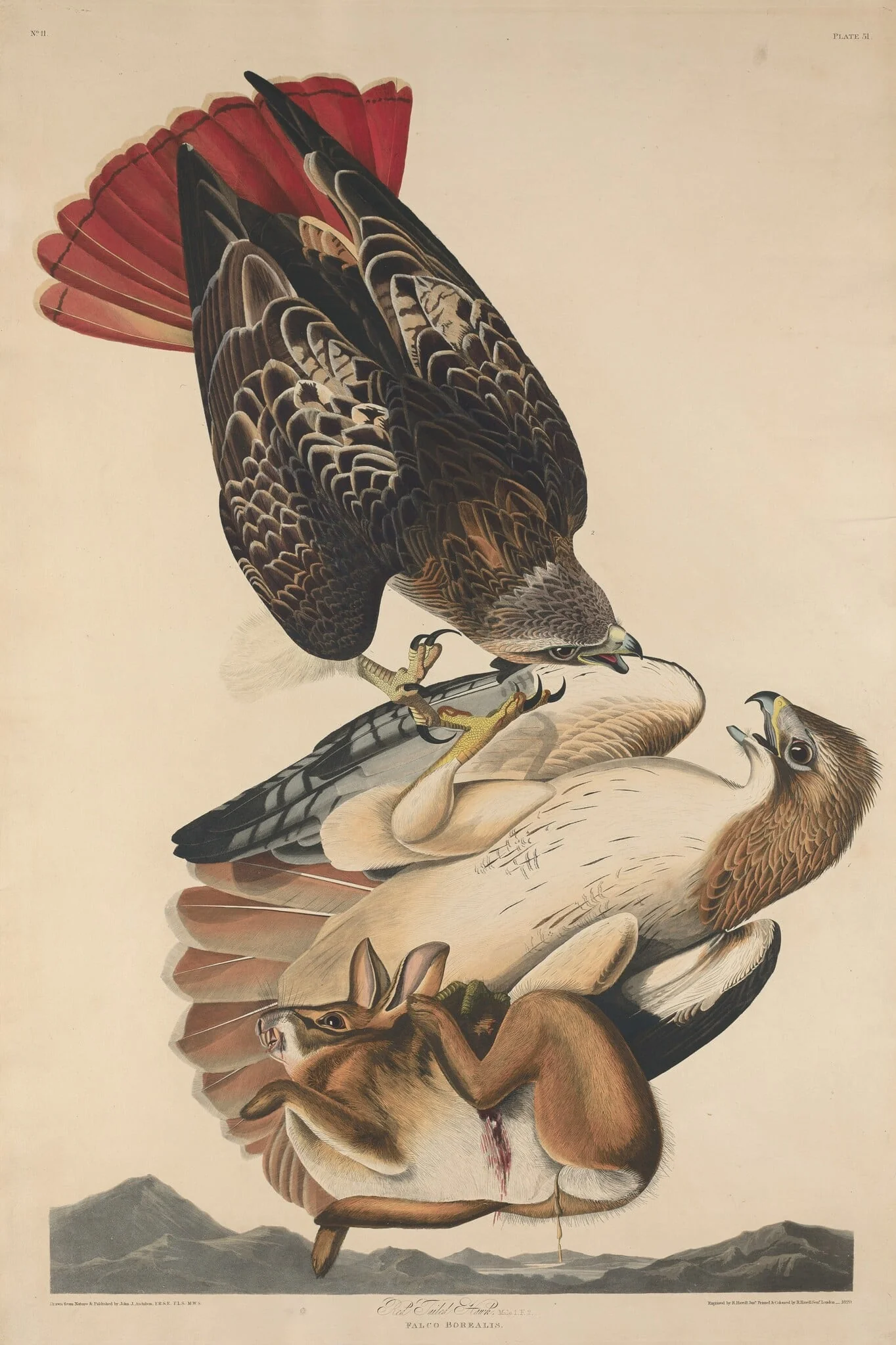 Red Tailed Hawk