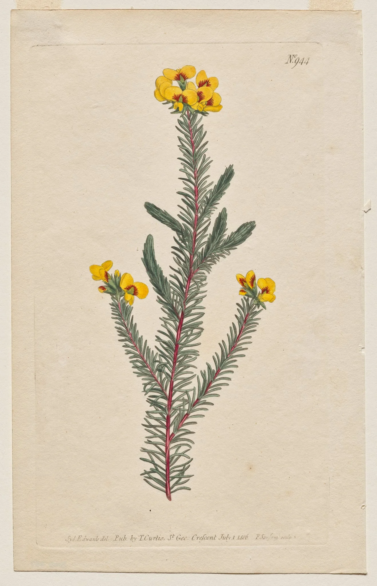 The Botanical Magazine or Flower Garden Displayed: Plate 944, Dillwynia Glaberrima. Smooth-Leaved Dillwynnia. [Dillwynia ericifolia gaberrima], by Francis Sansom, 1806
