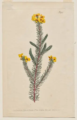 The Botanical Magazine or Flower Garden Displayed: Plate 944, Dillwynia Glaberrima. Smooth-Leaved Dillwynnia. [Dillwynia ericifolia gaberrima]