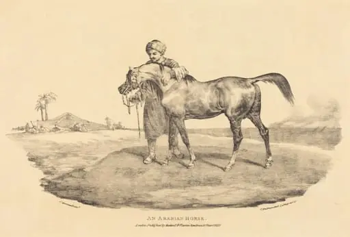 An Arabian Horse