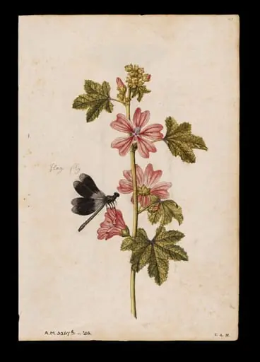 A common mallow and a damselfly; a snowdrop and a lady butterfly
