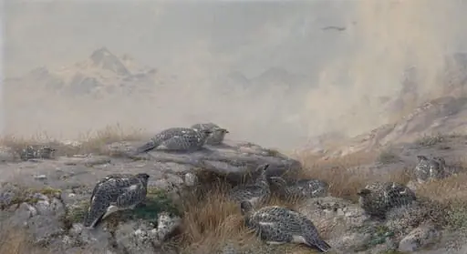 Ptarmigan: Summer