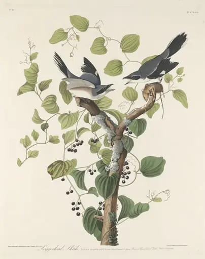 Loggerhead Shrike
