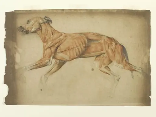 Ecorche drawing of a greyhound