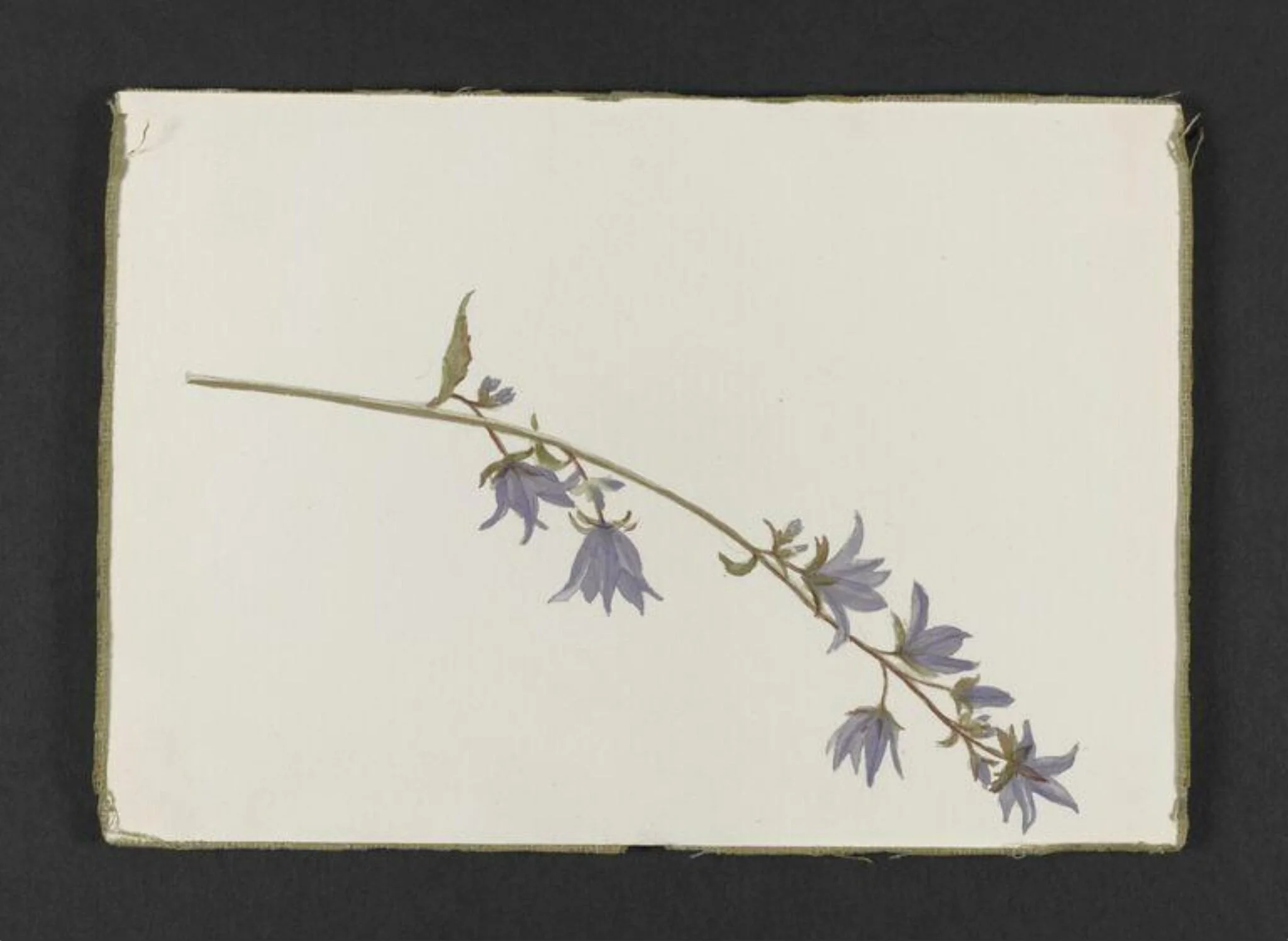 Spray of purple campanula, by Beatrix Potter, watercolor, 1895
